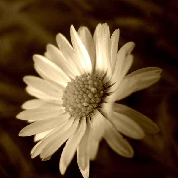 Сепия цвет фото