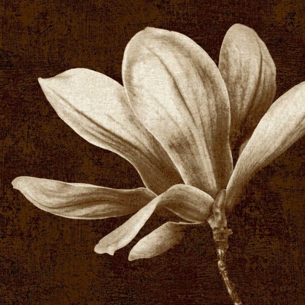 Живопись цветы в сепии
