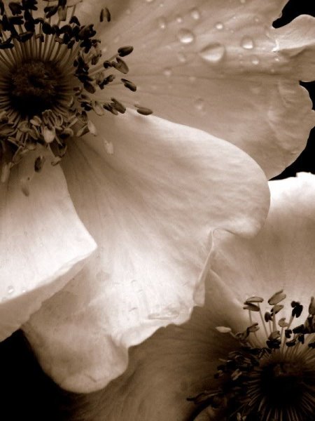 Белые цветы