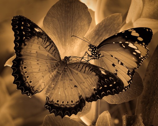 Бежево черная бабочка