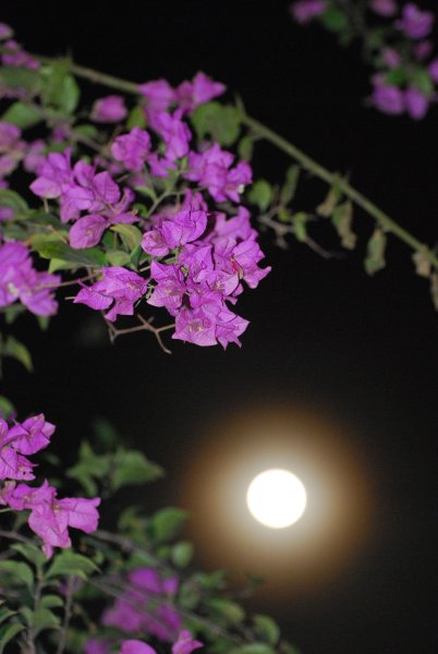 Цветы с пожеланием спокойной ночи