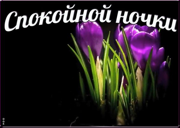 Спокойной ночи цветы