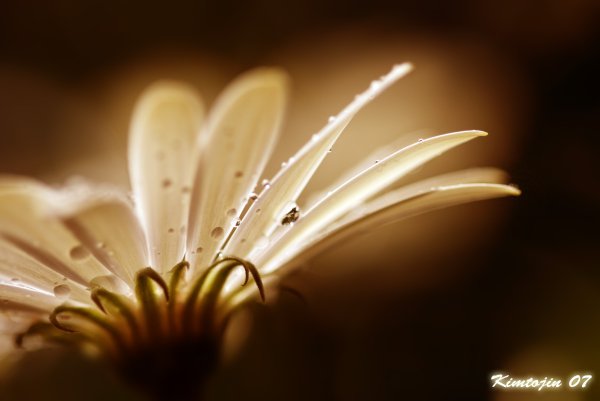 Растения макро сепия