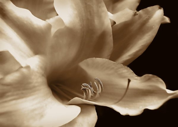 Цветы сепия картина