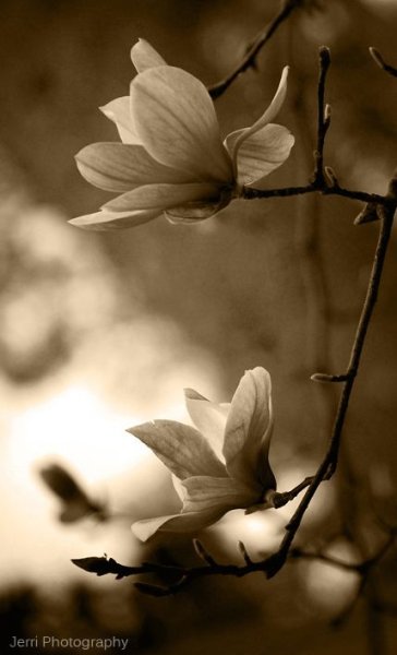 Природа сепия цветы