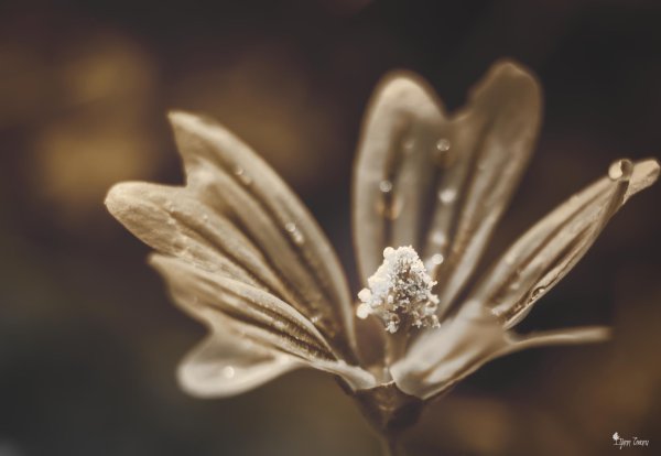 Макросъемка сепия