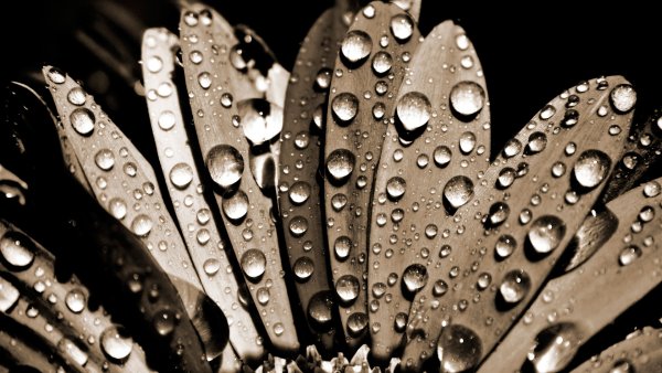 Чёрно-белые картинки на телефон