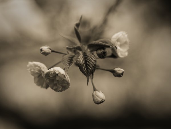 Монохромные цветы