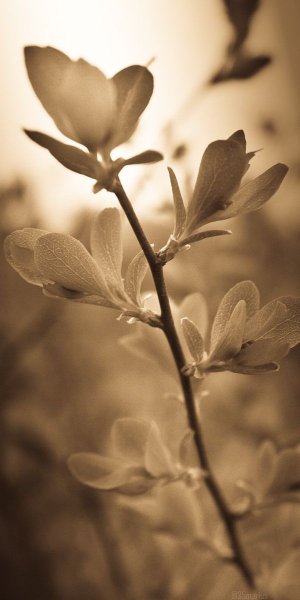 Природа сепия