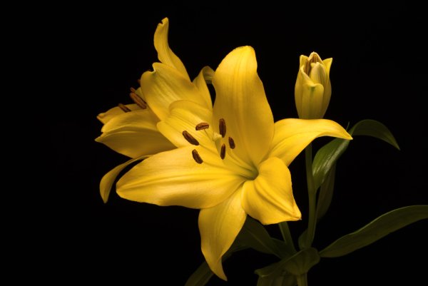 Лилия Садовая желтая