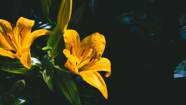 Лилии цветы желтые