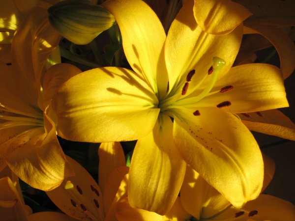 Лилия Алтарус желтая