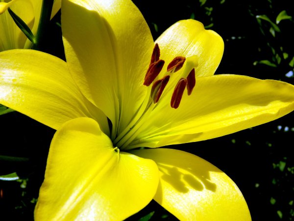 Лилии желтые Аделина