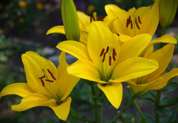 Metox желтые лилии