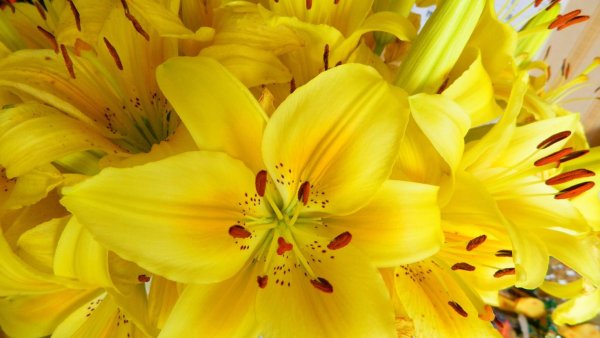 Желто черные цветы