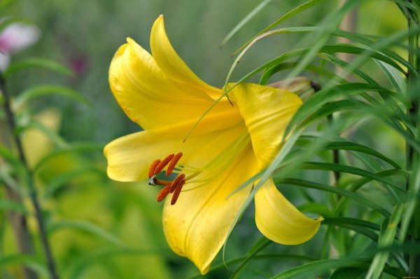 Лилия Йеллоу кокот