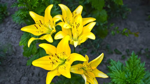 Лилия Алтарус желтая