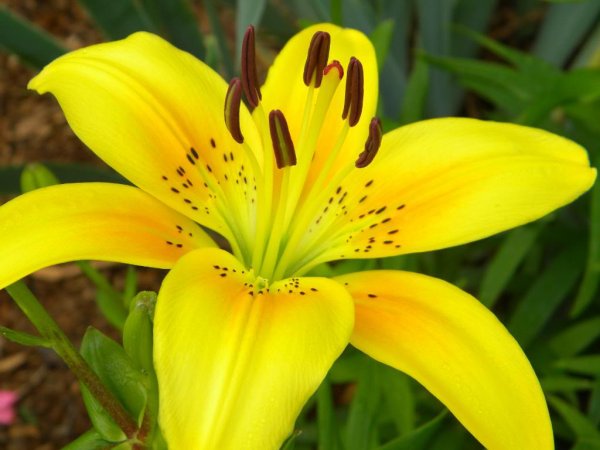 Бутоны желтых лилий