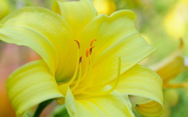 Лилия желтая