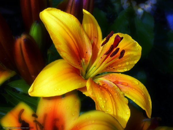 Лилия Алтарус желтая