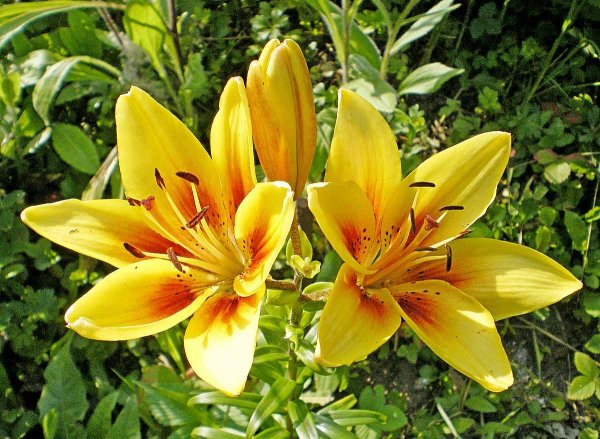 Лилия Алтарус