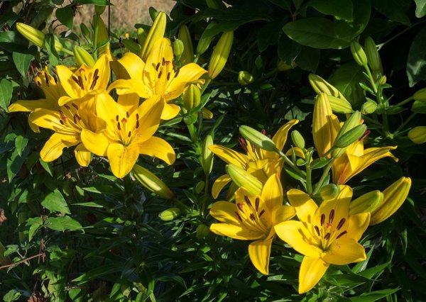 Лилия Хеопс