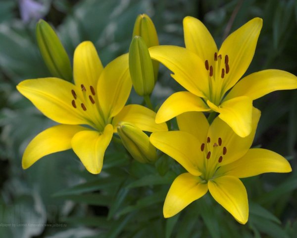 Лилия Cevennes желтая