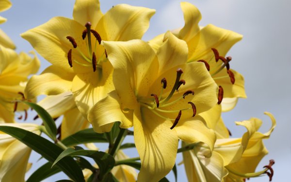 Лилия Полевая желтая