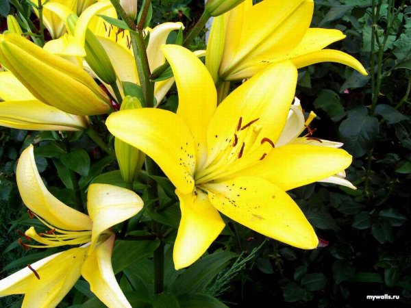 Лилия Лотус Дрим