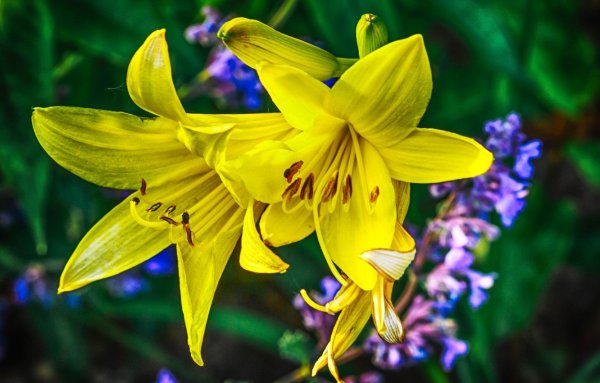Лилия цветок желтая