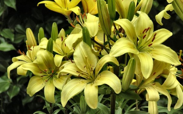 Лилия Тайгер Мун