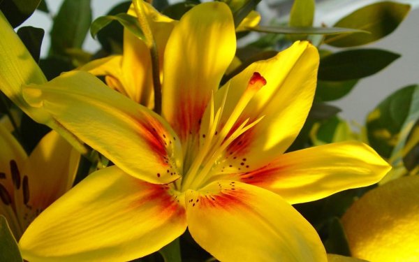 Лилия Yellow Strike