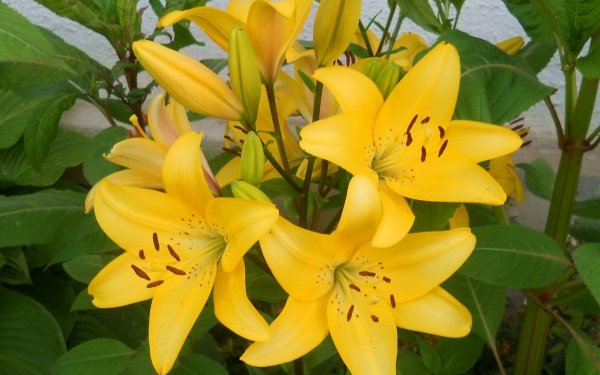 Желтые лилии на белом фоне