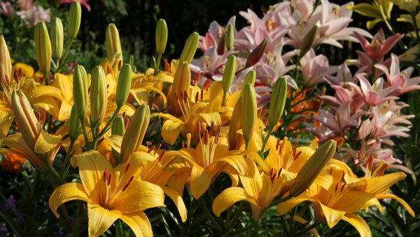 Желто-белые лилии цветы