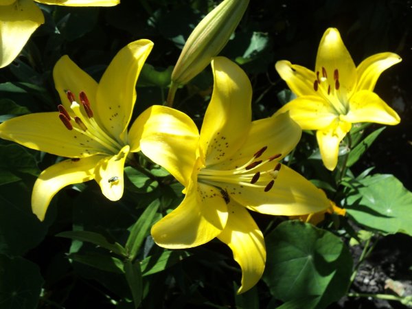 Цветущие желтые лилии на клумбе в прекрасный солнечный день, крупным планом