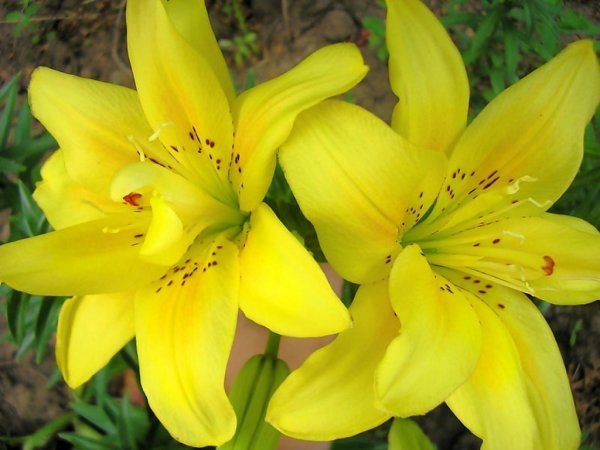 Лилия красивая желтая