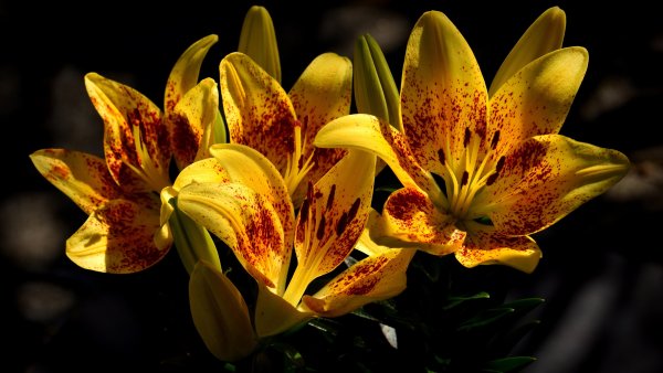 Лилия Йеллоу кокот