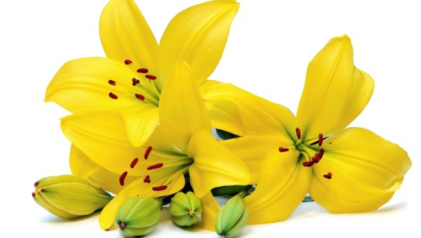 Букет цветов «лилии Лайт»