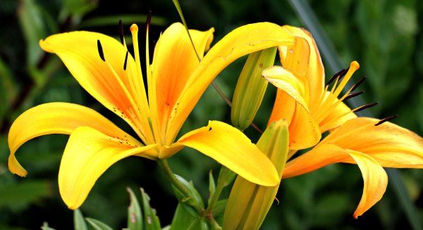 Желтые лилии на прозрачном фоне