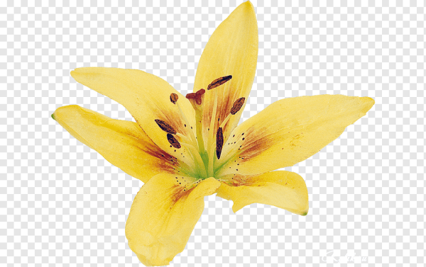 Лилия для детей