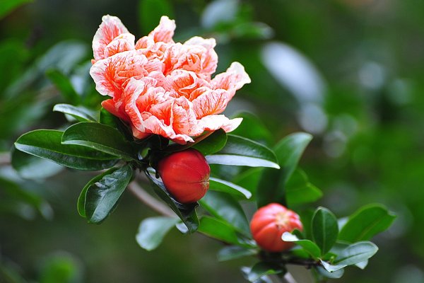 Punica granatum цветет