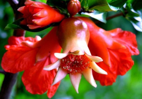 Гранат дерево цветение