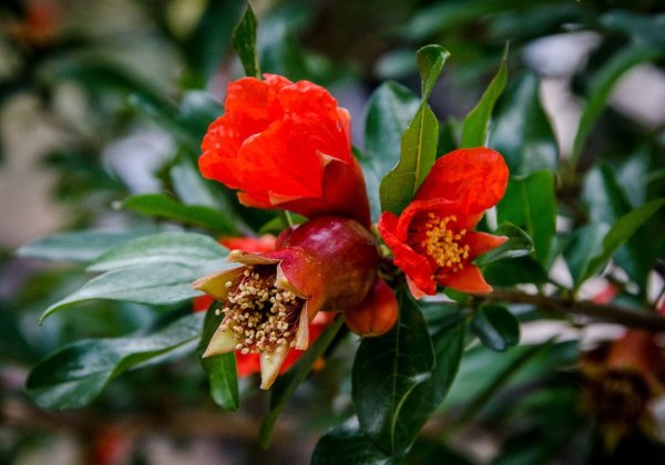Гранат дерево цветение