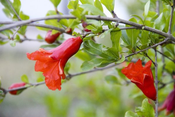 Гранатовое дерево цветение
