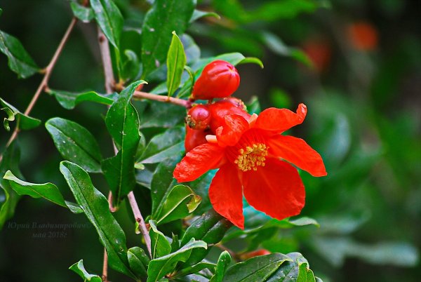 Гранат обыкновенный цветение