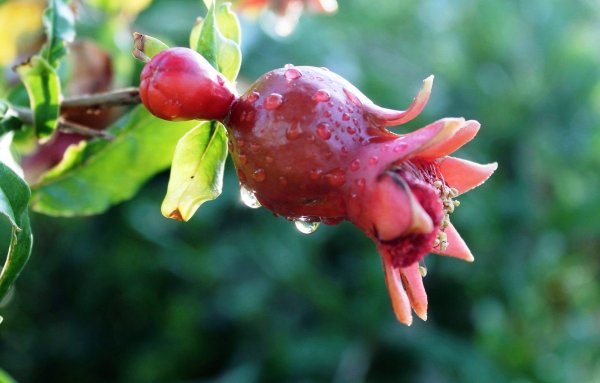 Гранат чашелистики