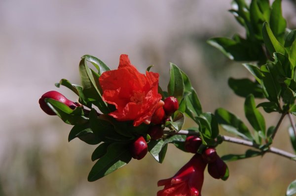 Цветущий гранат