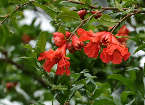 Гранат цветение