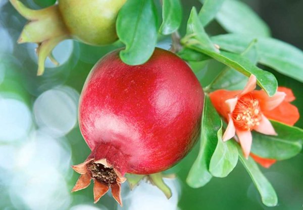 Гранат обыкновенный