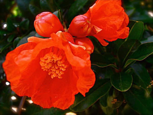 Гранат сокотранский